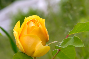 Delightful yellow rose in the summer garden