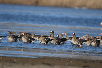 Greater White-fronted Goose (Anser albifrons) 