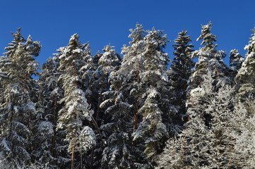 Es ist Winter. Außerhalb der Stadt. Wald