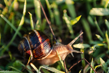 closeup grape snail crawl in a grass