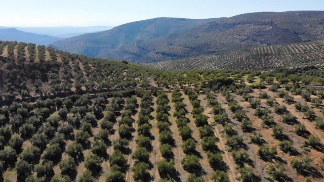 Aerial videw of olive grove in country of Jaen, Andalucia, Spain
