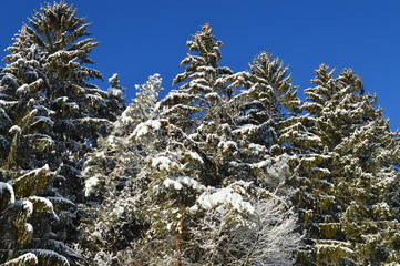 Es ist Winter. Außerhalb der Stadt. Wald