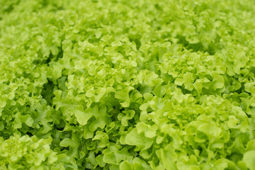 Top view of salad vegetable texture. green salad leaves.