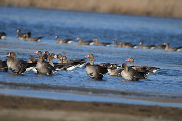 Greater White-fronted Goose (Anser albifrons) 