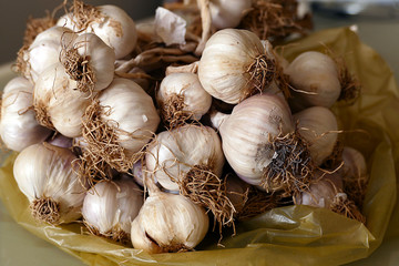 close-up of garlic and roots, a bunch of garlic,