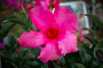 Diversidad de colore sen la naturaleza © Bryan Menjívar