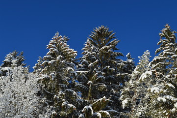 Es ist Winter. Außerhalb der Stadt. Wald