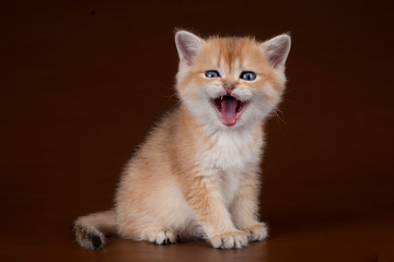 kitten playing on a brown background