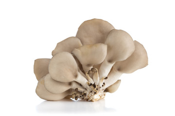 Oyster mushrooms on a white background. Fresh oyster mushrooms close-up on a white background.