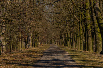 Naklejka na ściany i meble Path with leaf trees near Rozmberk pond in winter sunny day