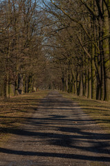 Path with leaf trees near Rozmberk pond in winter sunny day