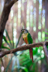 parrot on a tree