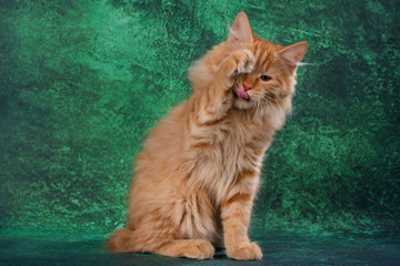 Kurilian bobtail on a green background