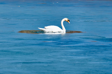 swans on the ice, balance, ice hole ,one leg , lovely