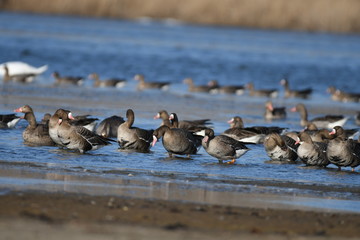 Greater White-fronted Goose (Anser albifrons) 