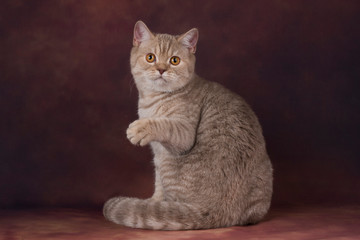 british cat on brown background