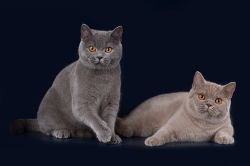 British cats on a black background
