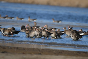 Greater White-fronted Goose (Anser albifrons) 