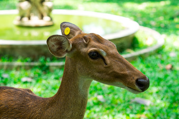 deer in the zoo