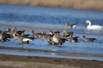 Naklejka premium Greater White-fronted Goose (Anser albifrons) 