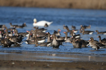 Greater White-fronted Goose (Anser albifrons) 