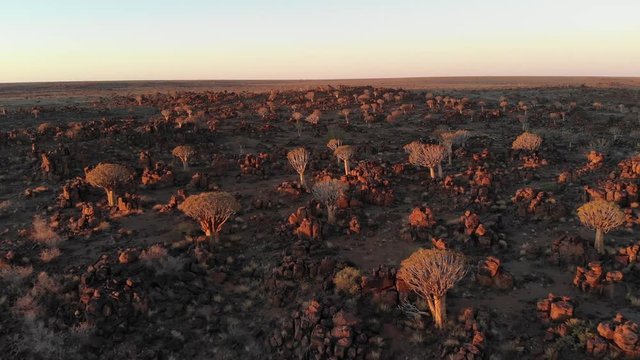 Quivertree Kookerboom forest during sunset in Southern Namibia close to Keetmanshoop, Aerial drone shot