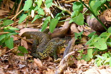 View of varan in African bush, between grass and leaves