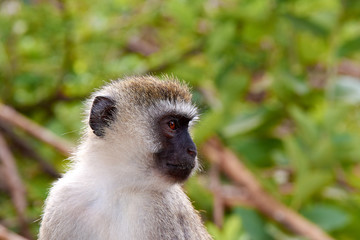 Close-up view of head and face of monkey, with blurred trees