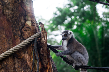lemur on a tree