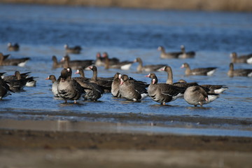 Greater White-fronted Goose (Anser albifrons) 