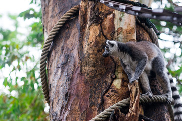 lemur on a tree