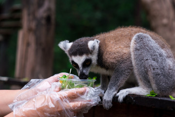 lemur on a tree