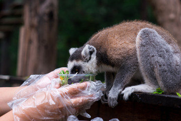 lemur on a tree