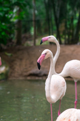 flamingo in the pond