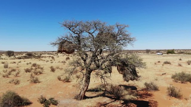 Huge sociable weaver bird nest on tree in arid desert landscape of Southern Namibia, Aerial drone shot