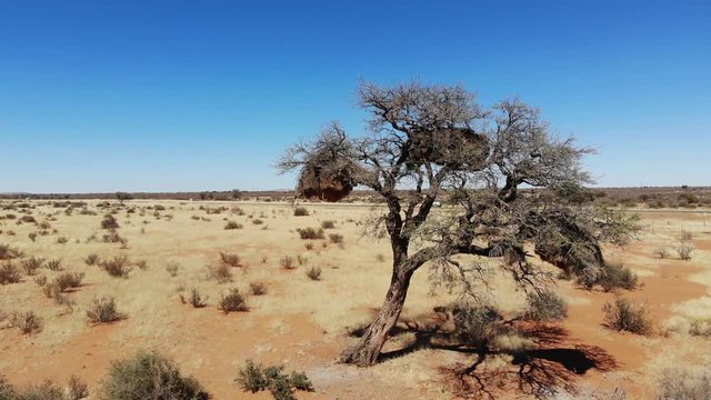 Huge sociable weaver bird nest on tree in arid desert landscape of Southern Namibia, Aerial drone shot