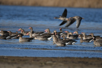 Greater White-fronted Goose (Anser albifrons) 