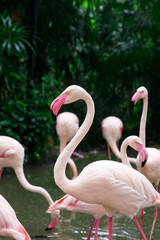 flamingo in the pond