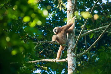 White-handed Gibbon sits on the wild tree branches.