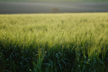 Green wheat field. Beginning of spring.