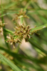 Cyperus fuscus