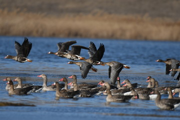 Fototapeta premium Greater White-fronted Goose (Anser albifrons) 