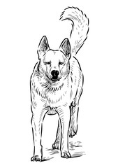 Sketch of a guard dog running towards