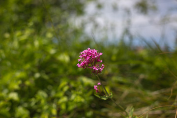 Eine pinke Blume in Eastbourne