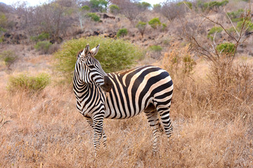 View of a zebra standing in a savanna among shrubs in Tsavo African National Park - Kenya