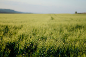 Green wheat field. Beginning of spring.
