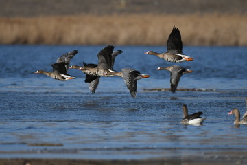 Greater White-fronted Goose (Anser albifrons) 