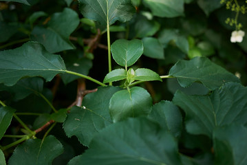 Hydrangea petiolaris