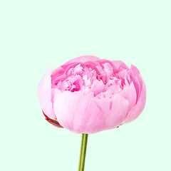 Pion isolated on colored background. Pink gentle soft peony flower. Stylish flowers for St. Valentine's Day and March 8.