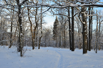 In winter, heavy snow fell in the park